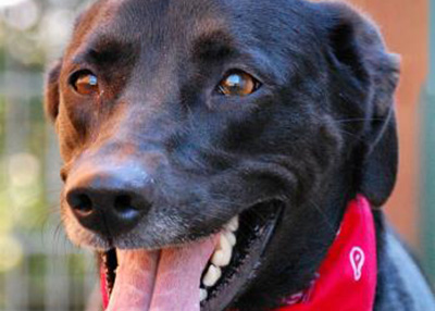 Houston Humane Society | Olivia