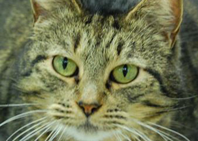 Houston Humane Society Ollie