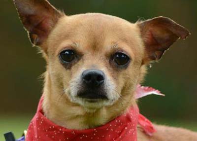 Houston Humane Society | Oso