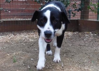 Houston Humane Society | Panda