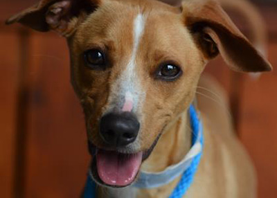 Houston Humane Society | Peanut