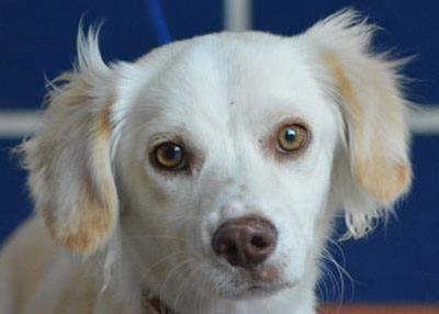 Houston Humane Society | Penny