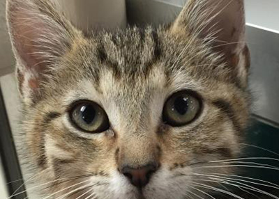 Houston Humane Society | Pepper