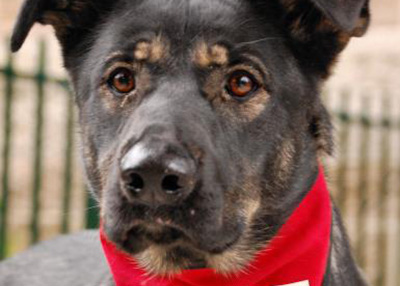 Houston Humane Society | Percy
