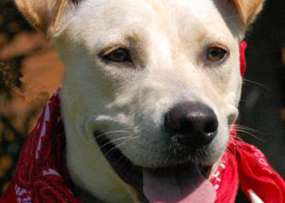 Houston Humane Society Perla