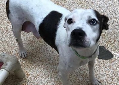 Houston Humane Society | Petunia