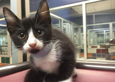 Houston Humane Society | Pluto