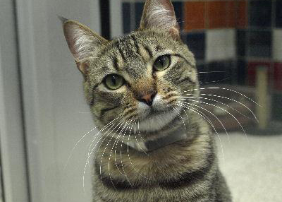 Houston Humane Society | Poppa