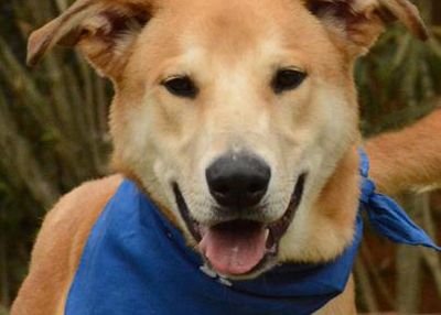 Houston Humane Society | Prince