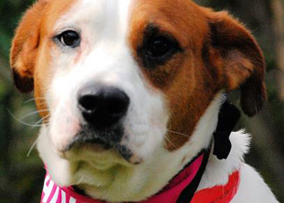 Houston Humane Society | Princess
