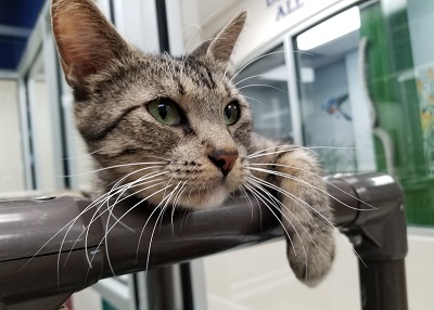 Houston Humane Society | Pumpkin