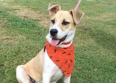 Houston Humane Society | Rascal
