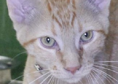 Houston Humane Society | Redman