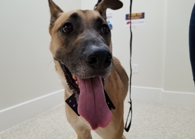 Houston Humane Society | Rocky