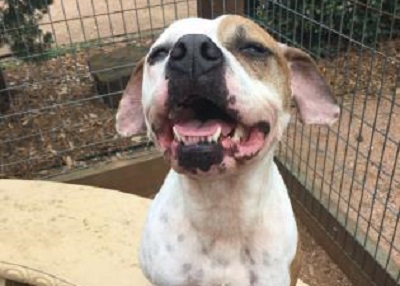Houston Humane Society | Rocky
