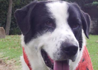 Houston Humane Society | Ronnie