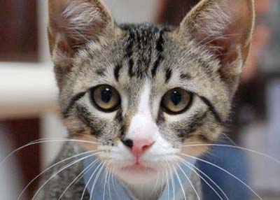 Houston Humane Society Rory