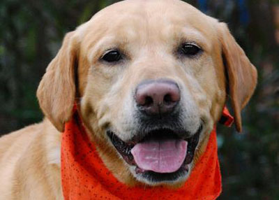 Houston Humane Society Roscoe