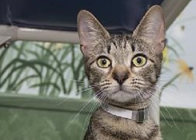 Houston Humane Society | Rose