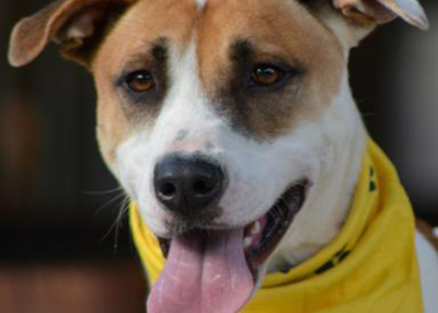 Houston Humane Society | Rosie