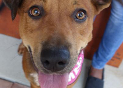 Houston Humane Society | Rowdy