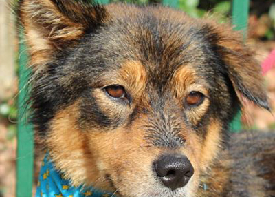 Houston Humane Society | Roxy