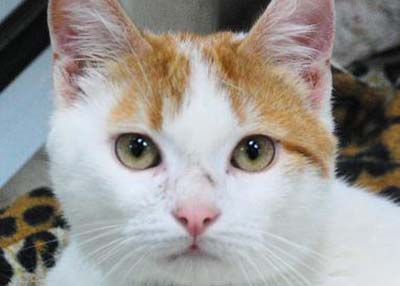 Houston Humane Society | Roy