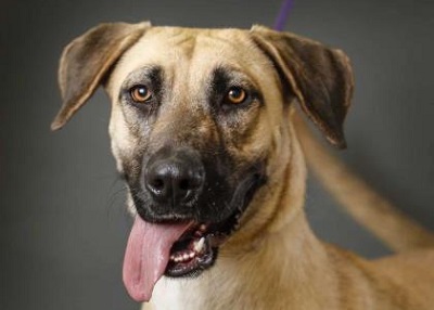 Houston Humane Society | Ruth