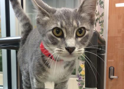 Houston Humane Society | Saki