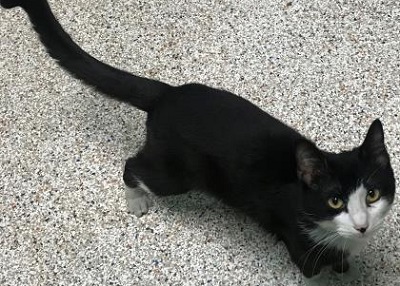 Houston Humane Society | Salsa