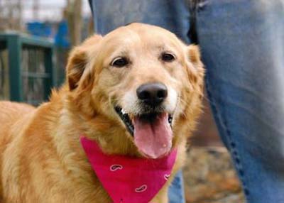 Houston Humane Society Sandie