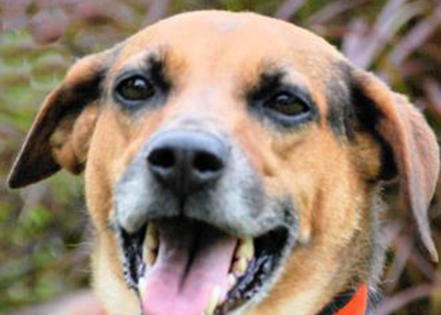 Houston Humane Society | Sandra