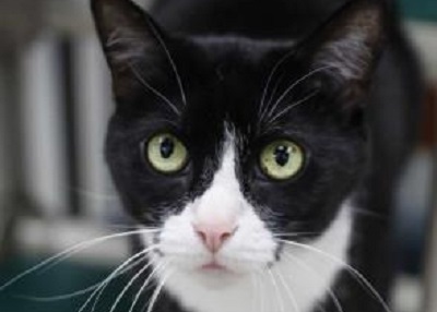 Houston Humane Society | Sasha