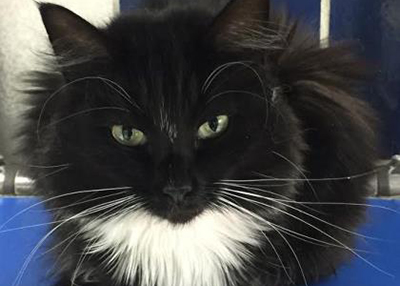 Houston Humane Society | Sasha