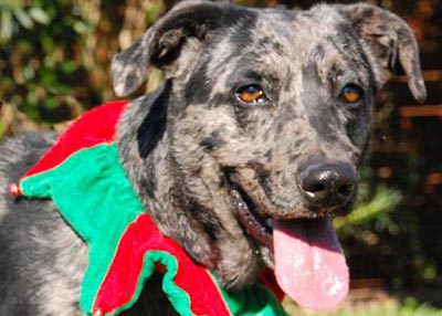 Houston Humane Society | Sassy