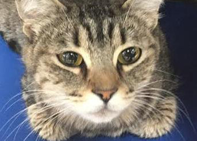 Houston Humane Society | Scarlett
