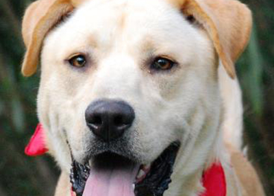 Houston Humane Society Sebastian