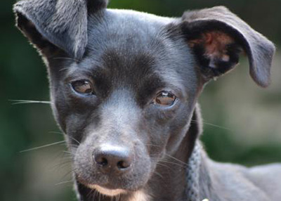 Houston Humane Society | Serria