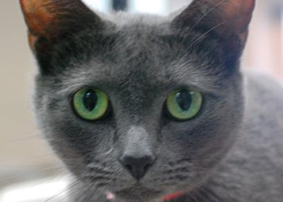 Houston Humane Society | Shadow
