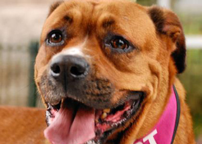 Houston Humane Society | Shelby