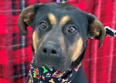 Houston Humane Society | Sheldon