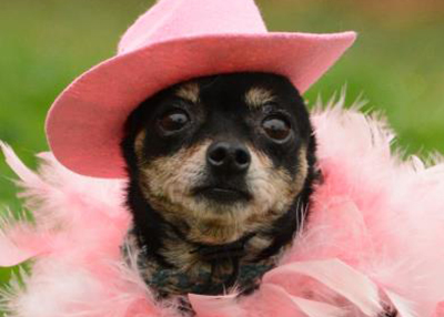 Houston Humane Society | Shoney
