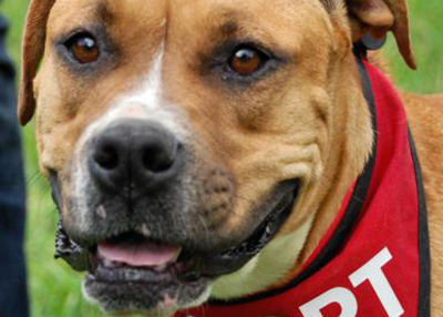 Houston Humane Society | Sky