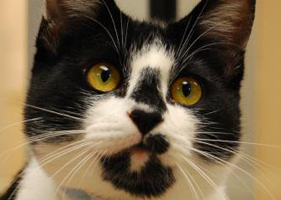 Houston Humane Society | Slinky