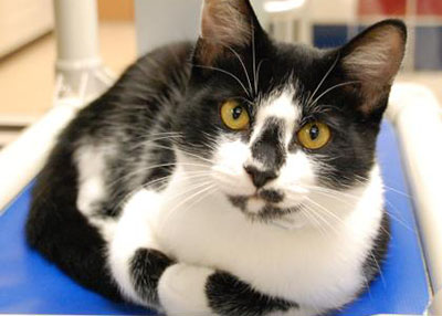 Houston Humane Society Slinky