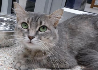 Houston Humane Society | Smokey