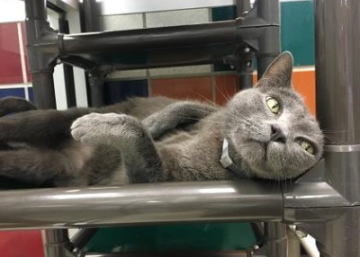 Houston Humane Society | Smokey