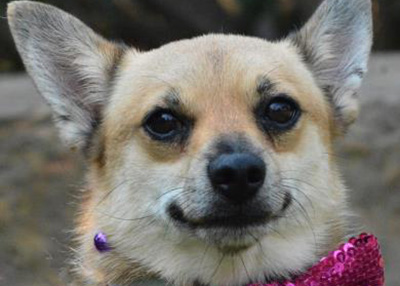 Houston Humane Society | Smokey