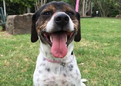 Houston Humane Society | Snoopy