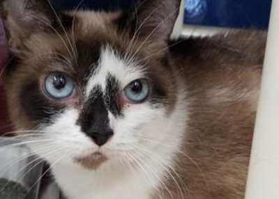Houston Humane Society | Snowbell